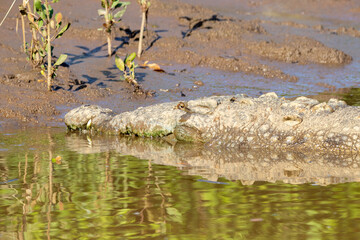 An American Crocodile in Costa Rica