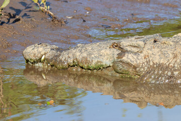 An American Crocodile in Costa Rica