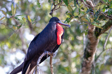 A Magnificent Frigatebird in Costa Rica