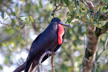 A Magnificent Frigatebird in Costa Rica