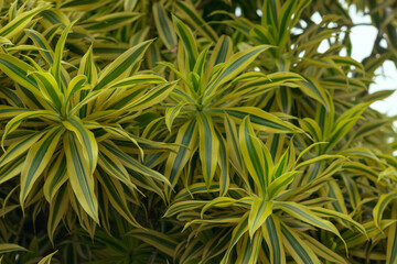 Green and yellow leaves of tropical dracaena plant