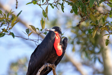 A Magnificent Frigatebird in Costa Rica