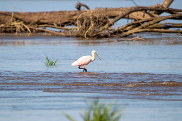 A Roseate Spoonbill in Costa Rica