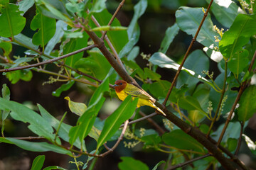 A Mangrove Warbler in Costa Rica