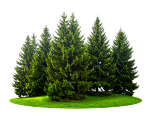 Lush green pine trees stand together on a patch of bright green grass, no background