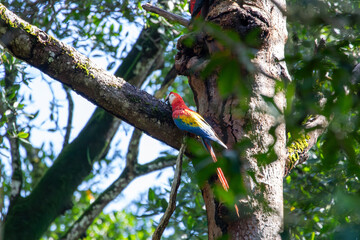 A Scarlet Macaw in Costa Rica