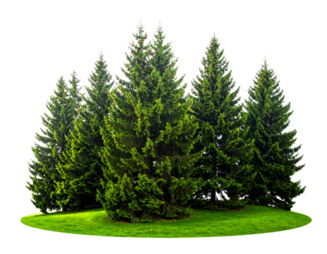 Lush green pine trees stand together on a patch of bright green grass, no background