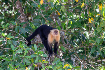 A Central American White-faced Capuchin in Costa Rica