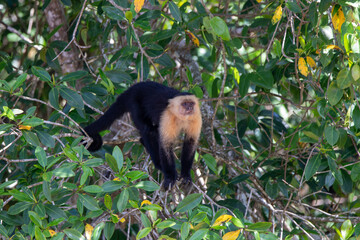 A Central American White-faced Capuchin in Costa Rica