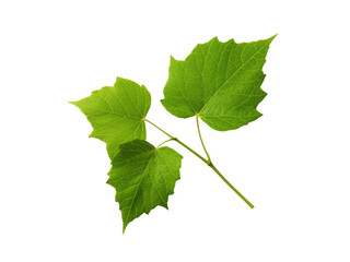 Isolated poison ivy plant with three green leaves on a stem against a solid black background, Isolated On Transparent Background