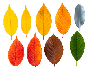 Fototapeta premium Ten leaves display a spectrum of colors, set against a stark black background