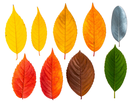 Ten leaves display a spectrum of colors, set against a stark black background