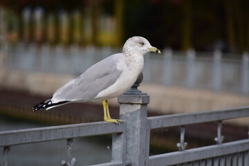 Close-Up of Seagull Standing on Metal Railing by the Water