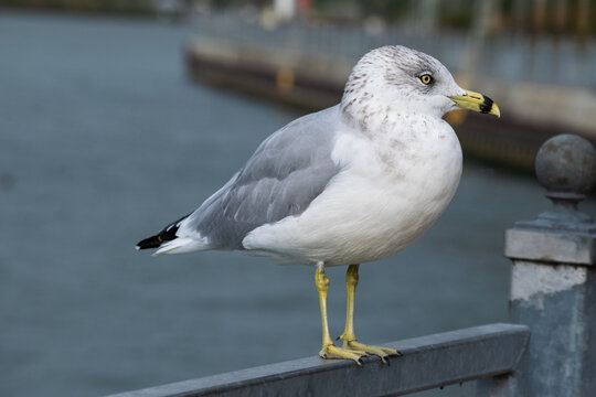 Close-Up of Seagull Standing on Metal Railing by the Water