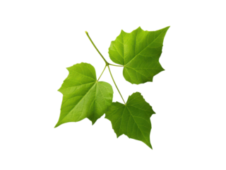 Isolated Poison Ivy Plant with Three Bright Green Leaves on Black Background Close Up, Isolated On Transparent Background