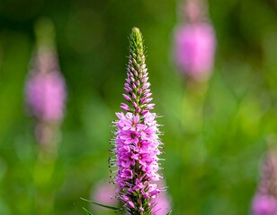 Tall, spiky pink flower with green background, blurred flowers nearby