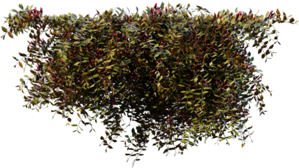 tree, nature, plant, illustration, leaf, vector, flower, art, grunge, black, pattern, design, frame, christmas, food, decoration, texture, green, flowers, floral, natural, branch, spice, ornament, sno