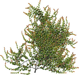 plant, leaf, tree, nature, isolated, branch, flower, spring, white, herb, leaves, summer, white background, thyme, flora, botany, garden, blossom, foliage, vector, closeup, fresh, grass, floral, twig