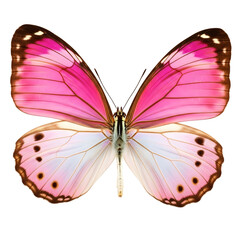 Fototapeta premium Pink and White Butterfly with Symmetrical Wings – Vibrant Insect Close-Up for Nature and Design Themes 