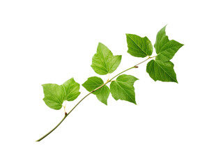 Fototapeta premium Isolated Poison Ivy Branch with Green Leaves on a Black Background Botanical Plant Close Up, Isolated On Transparent Background