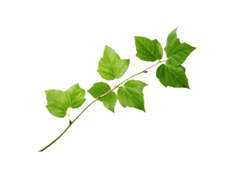 Isolated Poison Ivy Branch with Green Leaves on a Black Background Botanical Plant Close Up, Isolated On Transparent Background