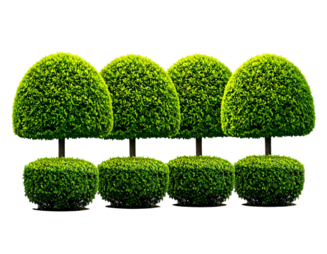 Eight neatly manicured shrubs with round tops and bottom on a stark black backdrop