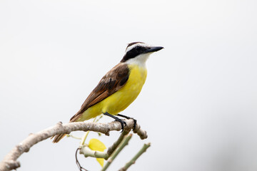 Naklejka premium A Great Kiskadee in costa Rica