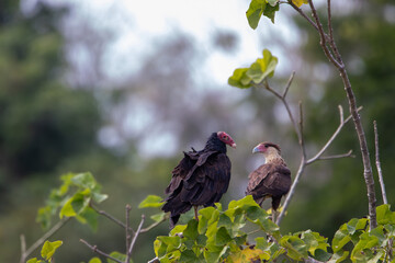 A Turkey Vulture and crested caracara in Costa Rica