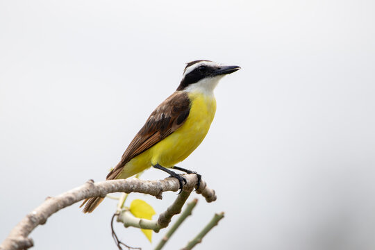 A Great Kiskadee in costa Rica
