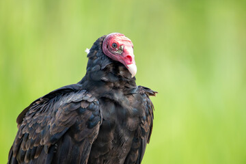 A Turkey Vulture in Costa Rica