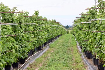 Raspberry canes growing in black pots and supported by a trellis system in long rows under an open sky, illustrating container or intensive farming.