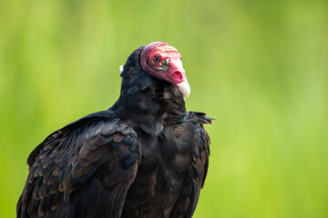A Turkey Vulture in Costa Rica