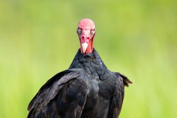 A Turkey Vulture in Costa Rica