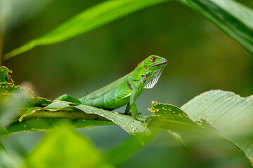 A Green Iguana in Costa Rica