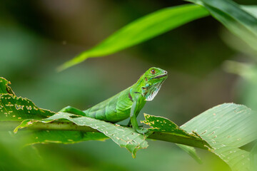 A Green Iguana in Costa Rica