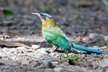 A Lesson's Motmot in Costa Rica