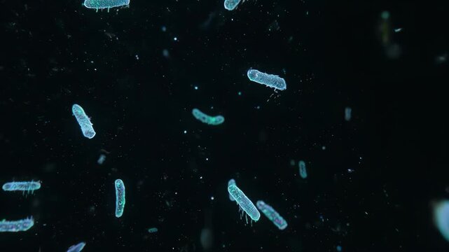 A realistic 3D animation of bacilli microorganisms. Suitable for scientific documentaries, educational videos, and medical presentations.