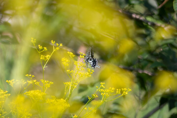 秋の七草オミナエシにアゲハチョウが乱舞　滋賀県大津市びわこ文化公園