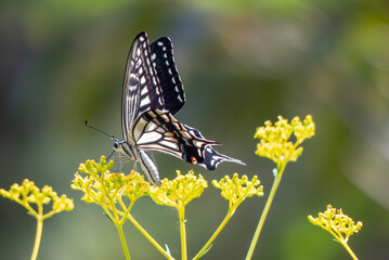 秋の七草オミナエシにアゲハチョウが乱舞　滋賀県大津市びわこ文化公園