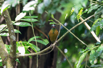 A Lesson's Motmot in Costa Rica