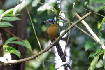 A Lesson's Motmot in Costa Rica
