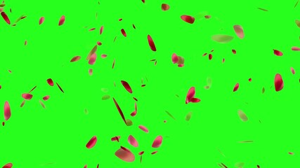 red heart of rose petals flying with vortex on white background, Floating red rose petals. Isolated natural 3D rose flowers,
Lovely valentine red colored hearts flying around on white background