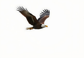 Obraz premium Bald eagle flying high in the blue sky over nature