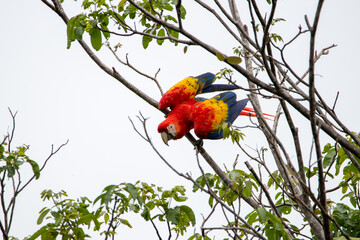 A Scarlet Macaw in Costa Rica