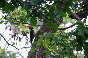 A Pale-billed Woodpecker in Costa Rica