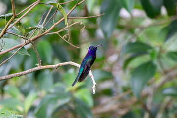 A Violet Sabrewing in Costa Rica