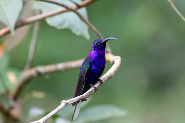 A Violet Sabrewing in Costa Rica