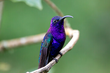 A Violet Sabrewing in Costa Rica