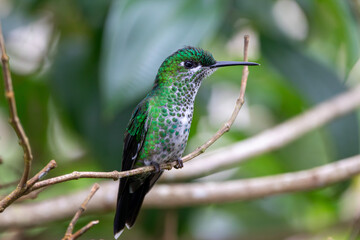A Green-crowned Brilliant in Costa Rica
