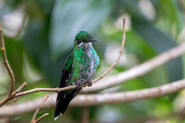 A Green-crowned Brilliant in Costa Rica